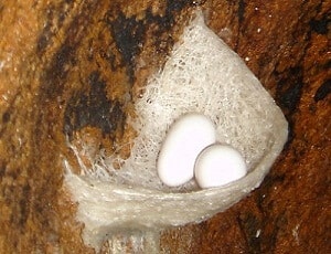 Tổ yến Phan Rang