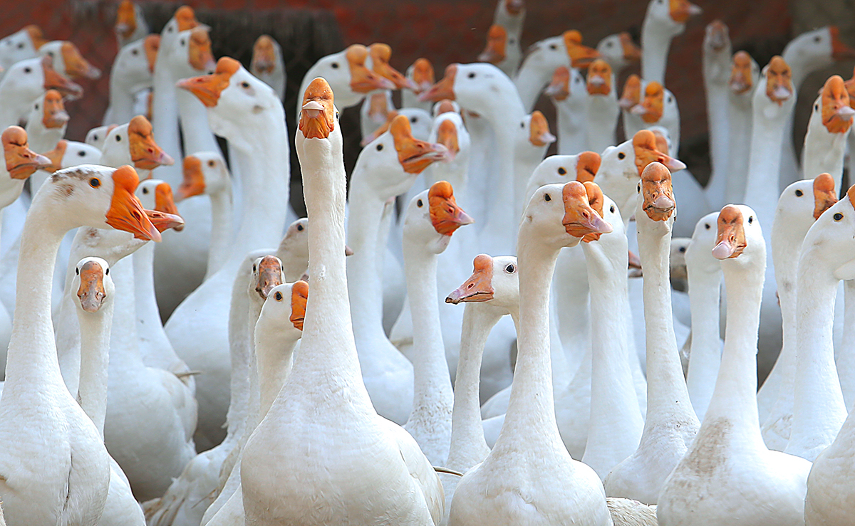 Chất liệu làm áo lông vũ