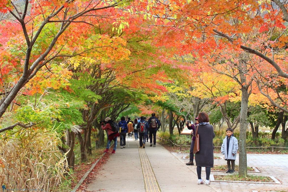 8 trải nghiệm không thể bỏ qua khi đến Hàn Quốc mùa thu