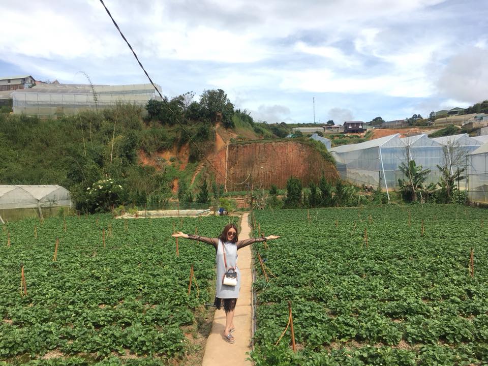 Một ngày làm nông dân trồng dâu tại Đà Lạt