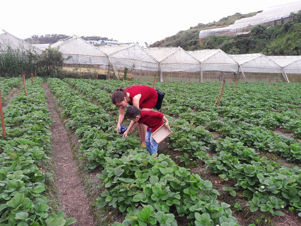 Một ngày làm nông dân trồng dâu tại Đà Lạt