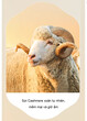Sợi Cashmere xoăn tự nhiên, mềm mại và giữ ấm. Đây được xem là chất liệu sang trọng và có khả năng giữ ấm tốt nhất.