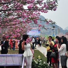 Toàn cảnh lễ hội hoa anh đào Sakura Nhật Bản 2017 ở các tỉnh thành Việt Nam